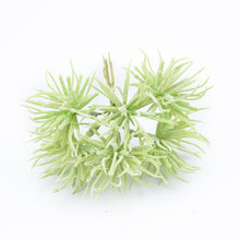 Charger l&#39;image dans la galerie, decorative flowers scrapbooking christmas
