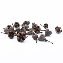 Load image into Gallery viewer, Plants Pine Cone Acorn Wholesale
