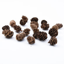 Load image into Gallery viewer, Plants Pine Cone Acorn Wholesale
