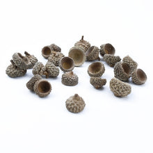 Load image into Gallery viewer, Plants Pine Cone Acorn Wholesale
